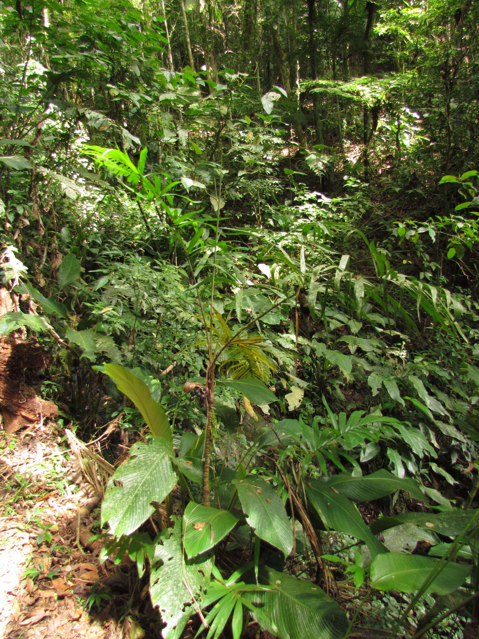 Image of Bactris setosa Mart.