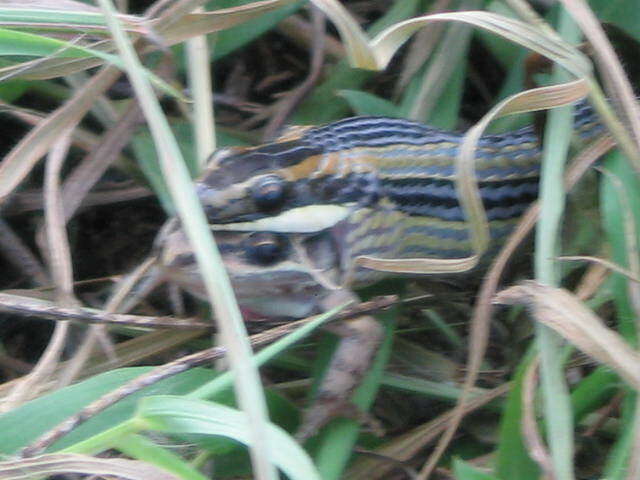 Plancia ëd Lygophis lineatus (Linnaeus 1758)