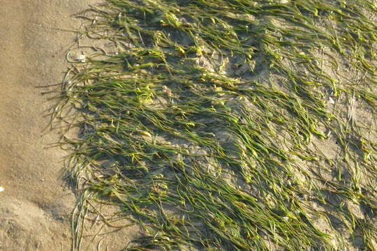 Image of Zostera noltii Hornem.