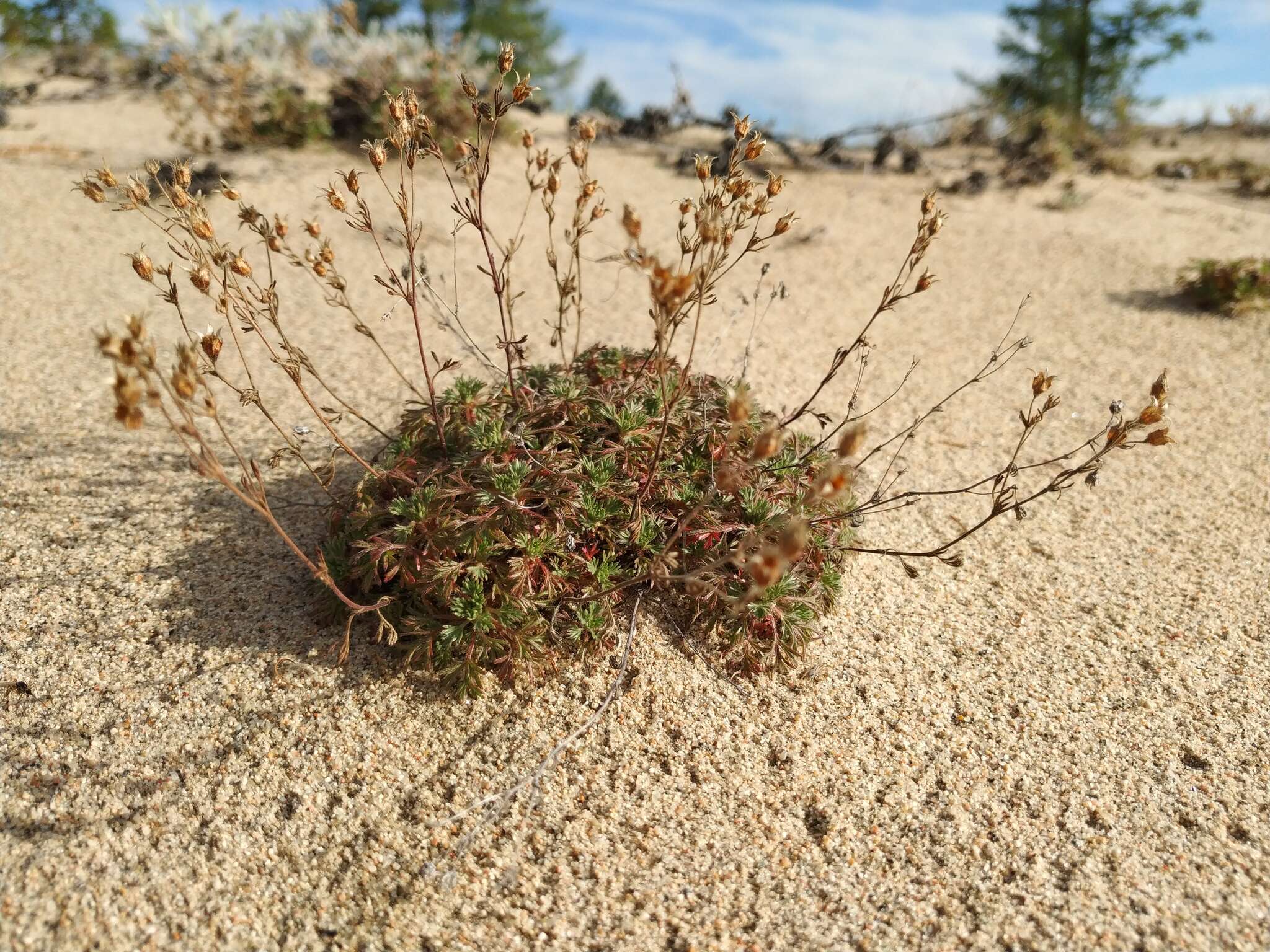 Imagem de Chamaerhodos grandiflora (Pall. ex Schult.) Bunge