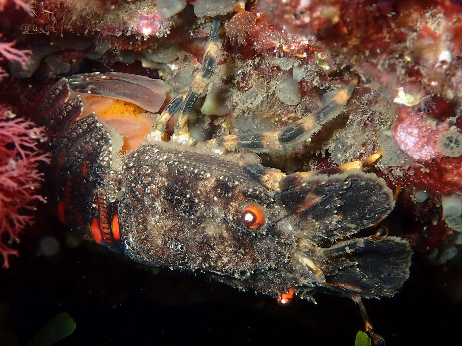 Image of Small European Locust Lobster