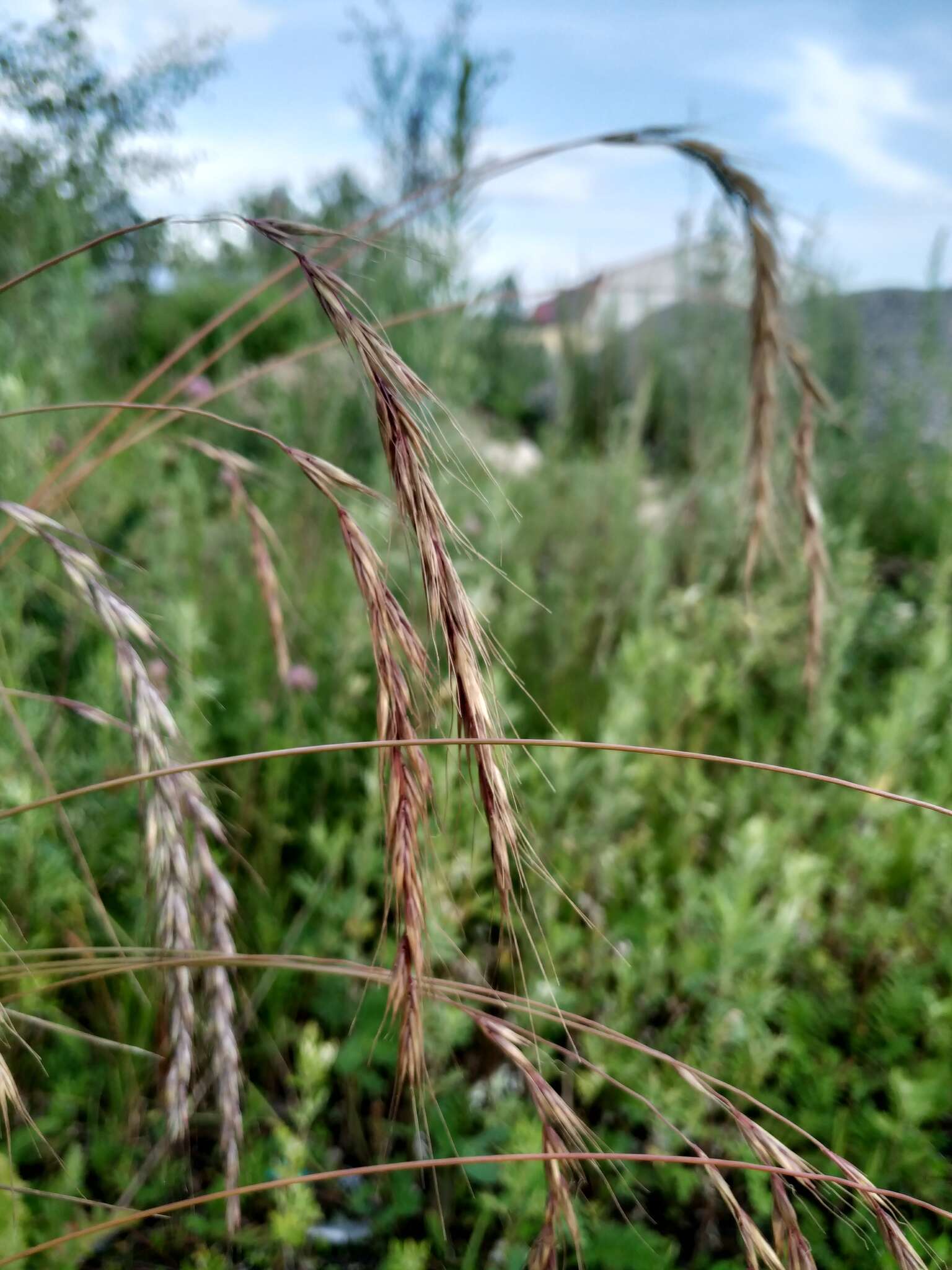 Image of Siberian Wild Rye