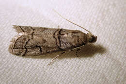 Image of Acrobasis romanella Millière 1869