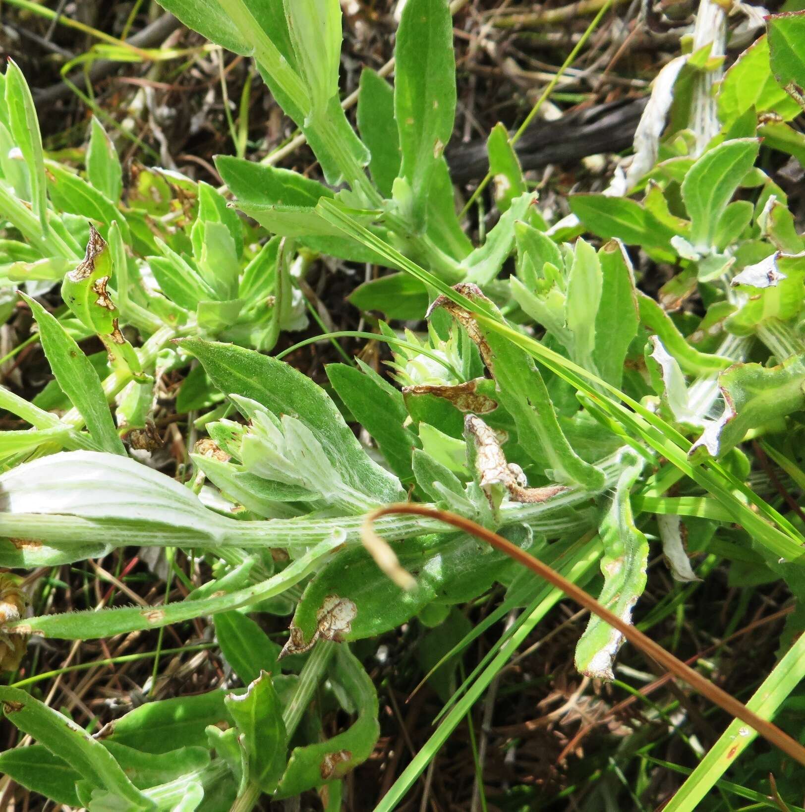 Image of Arctotis scabra Thunb.