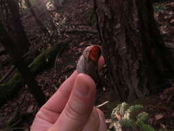 Image of <i>Helminthoglypta arrosa pomoensis</i> A. G. Smith 1938