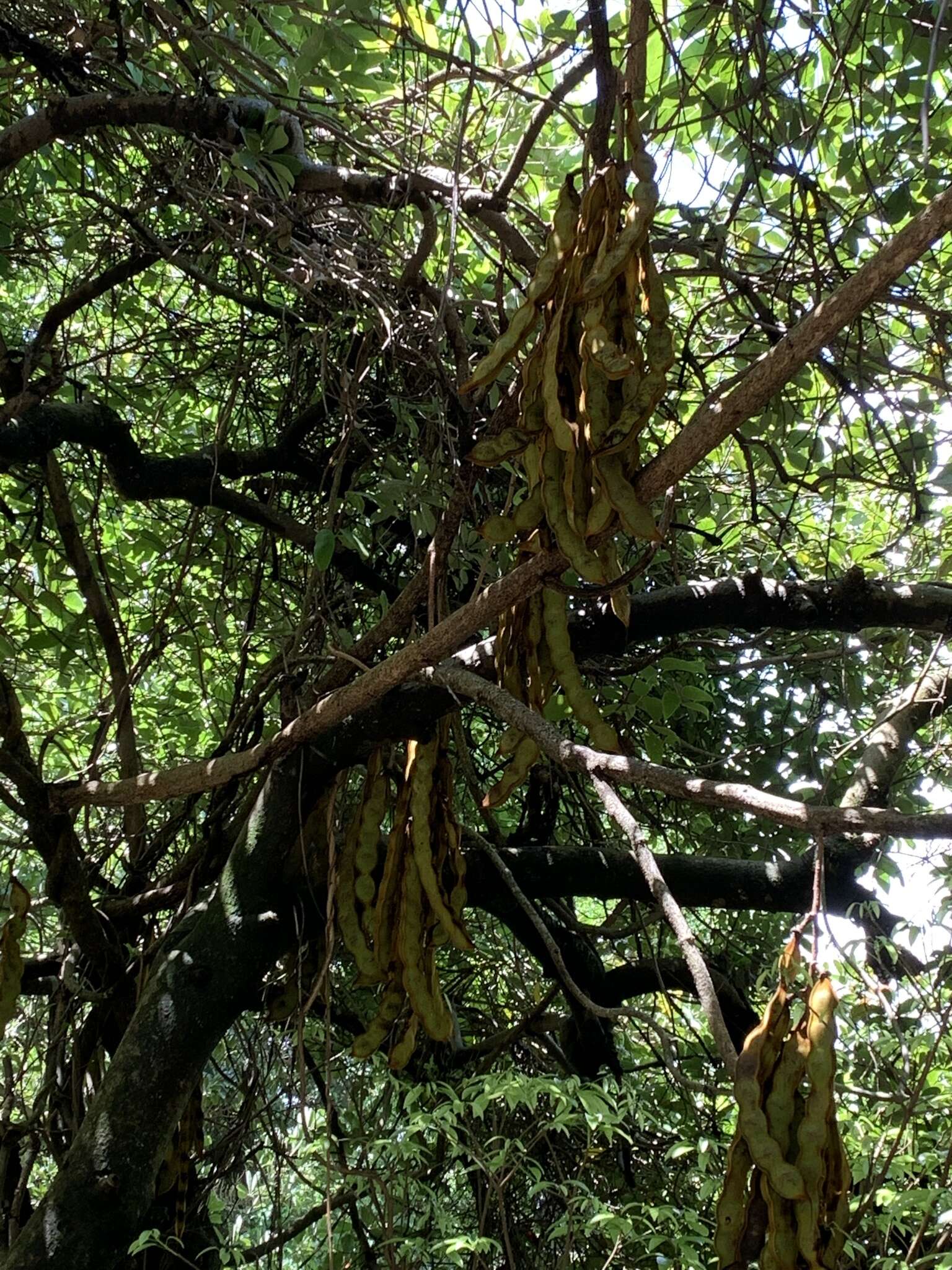 Слика од Mucuna birdwoodiana Tutcher