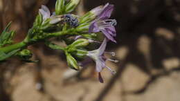 Image of Saltugilia caruifolia