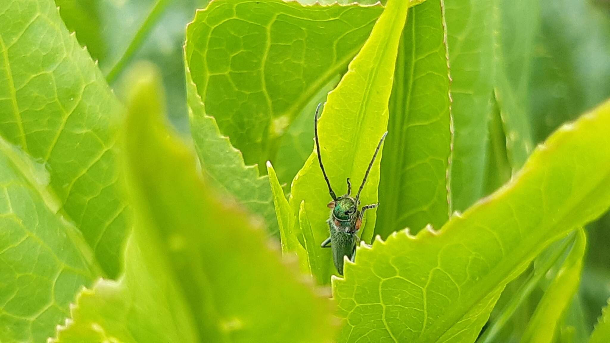 Слика од Phytoecia caerulea bethseba Reiche & Saulcy 1858