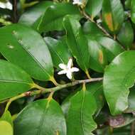 Image de Erythroxylum sideroxyloides Lam.