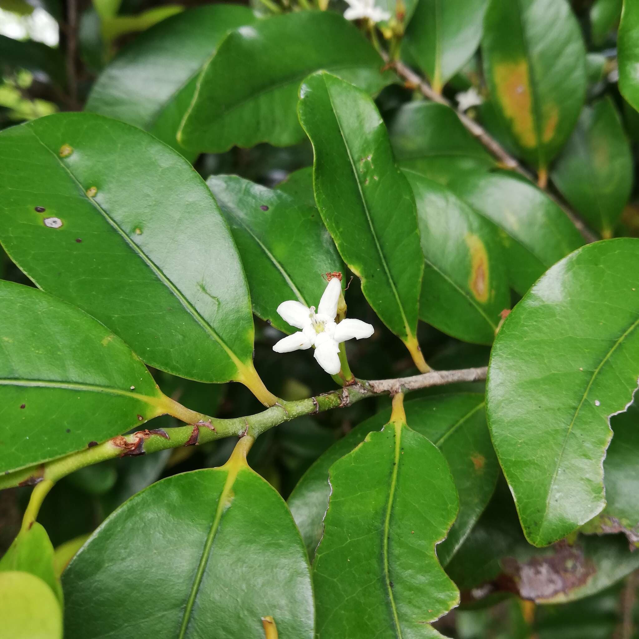 Image de Erythroxylum sideroxyloides Lam.