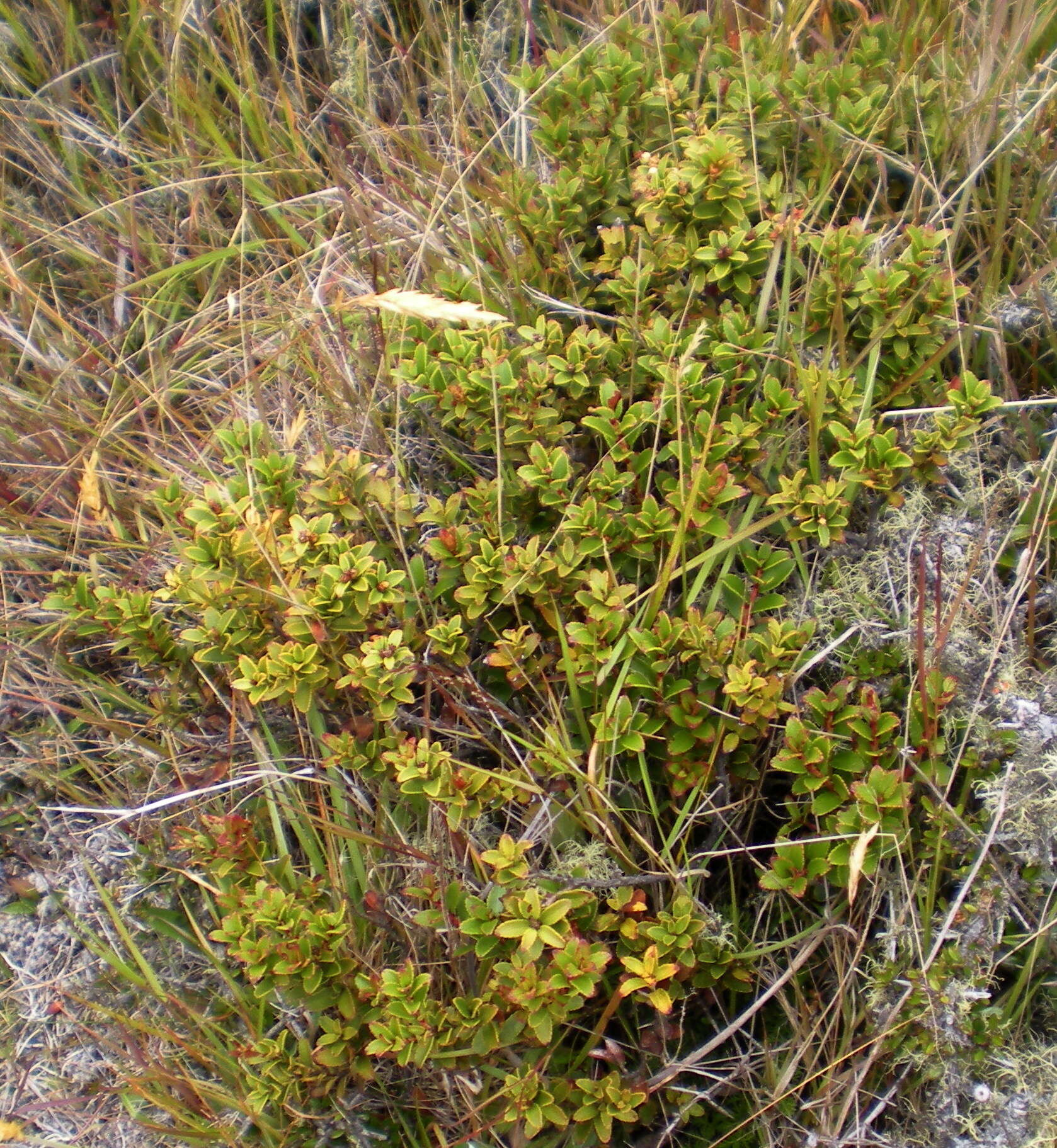 Image of Gaultheria crassa Allan