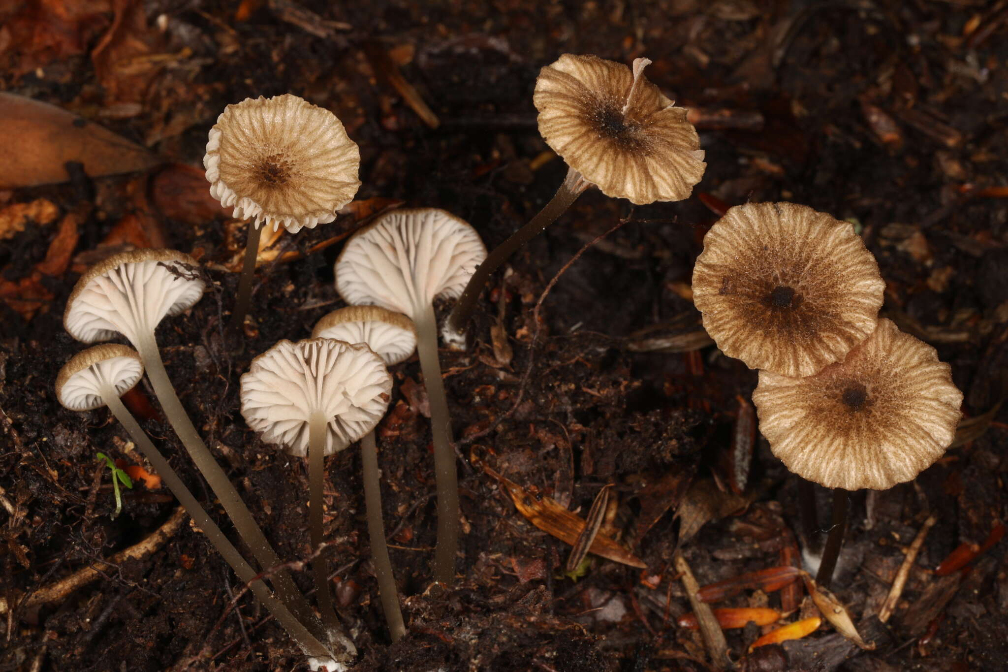 Image of Entoloma watsonii (Peck) Noordel. 2008