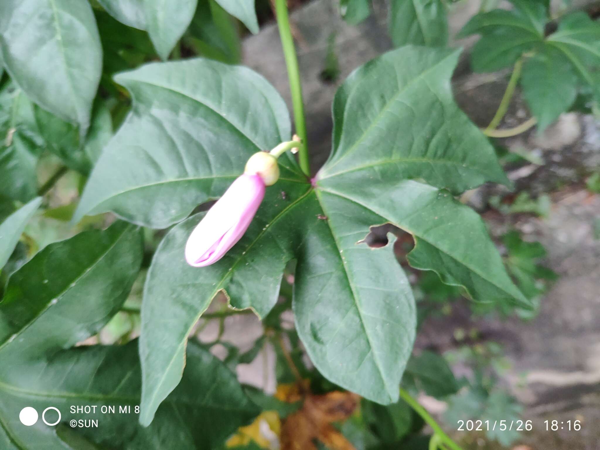 Sivun Ipomoea mauritiana Jacquin kuva