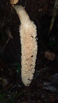 Image of ivory nut palm