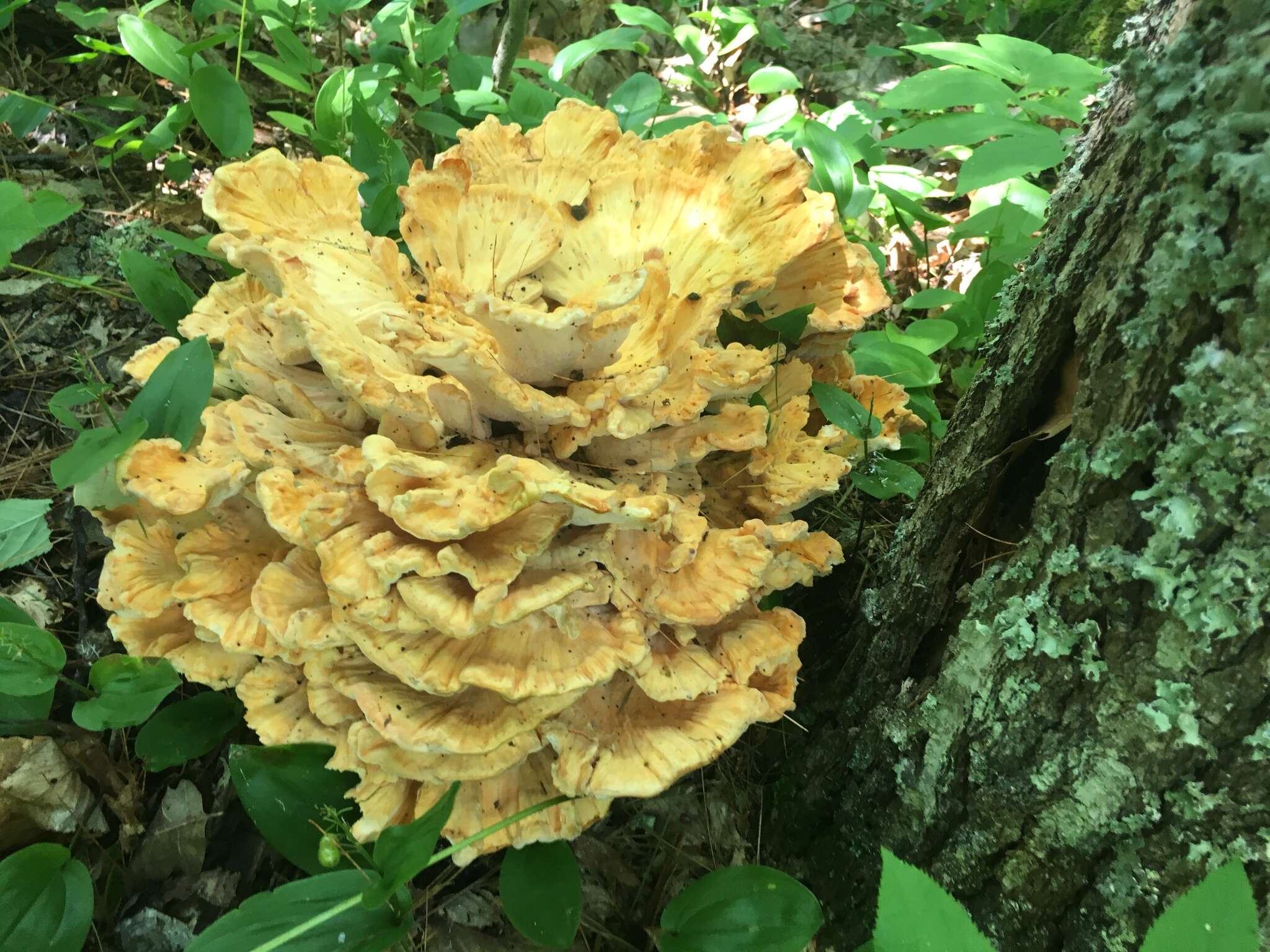 Image of Bracket Fungus