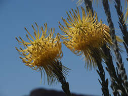 Image of Leucospermum reflexum var. luteum J. P. Rourke