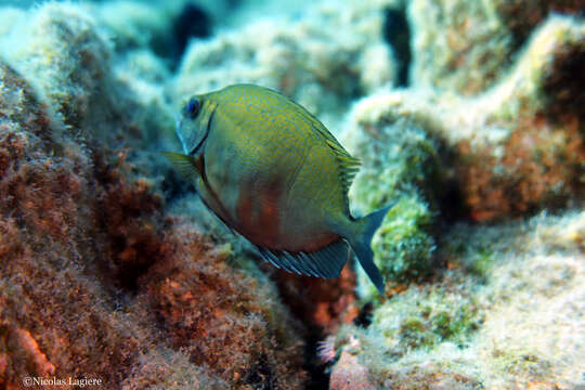 Image of Dusky spinefoot