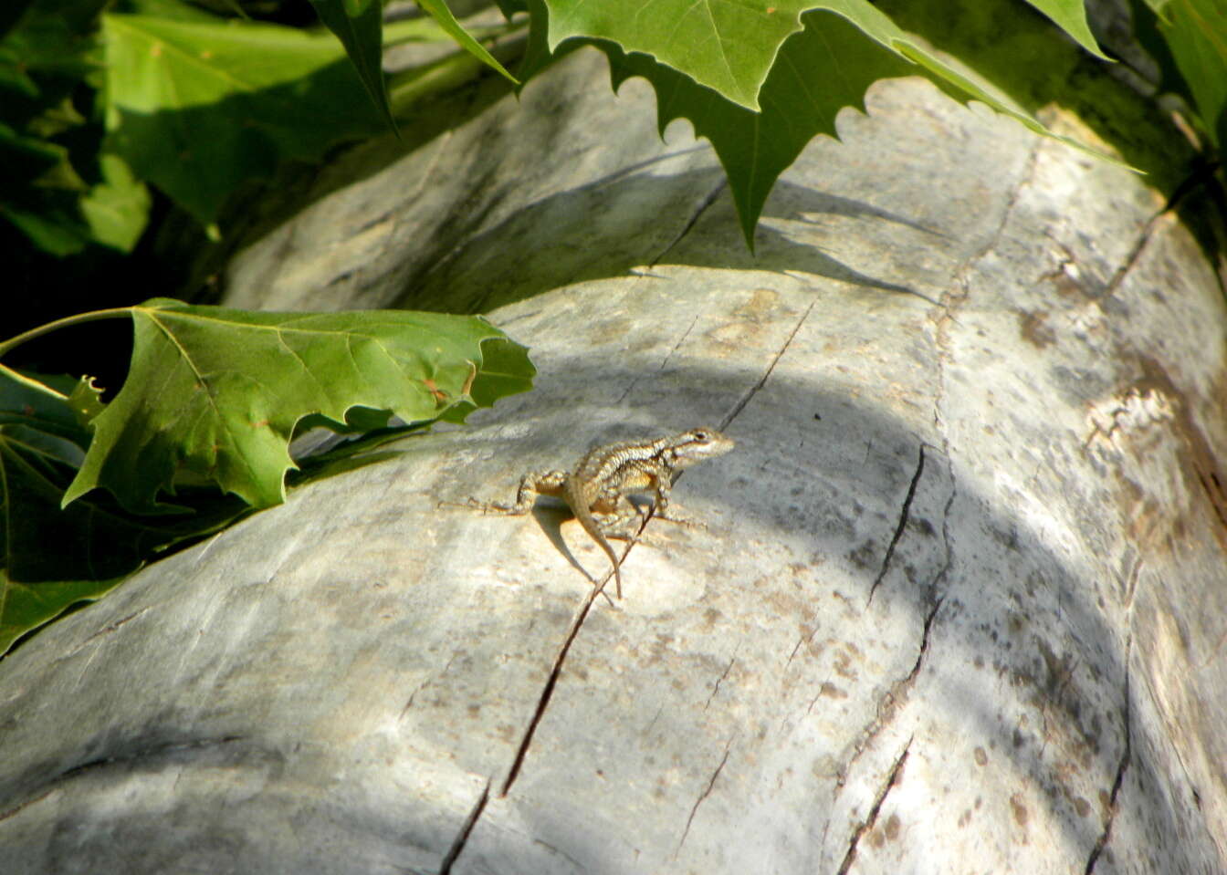 Sivun Sceloporus olivaceus Smith 1934 kuva