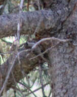 Image of treecreepers