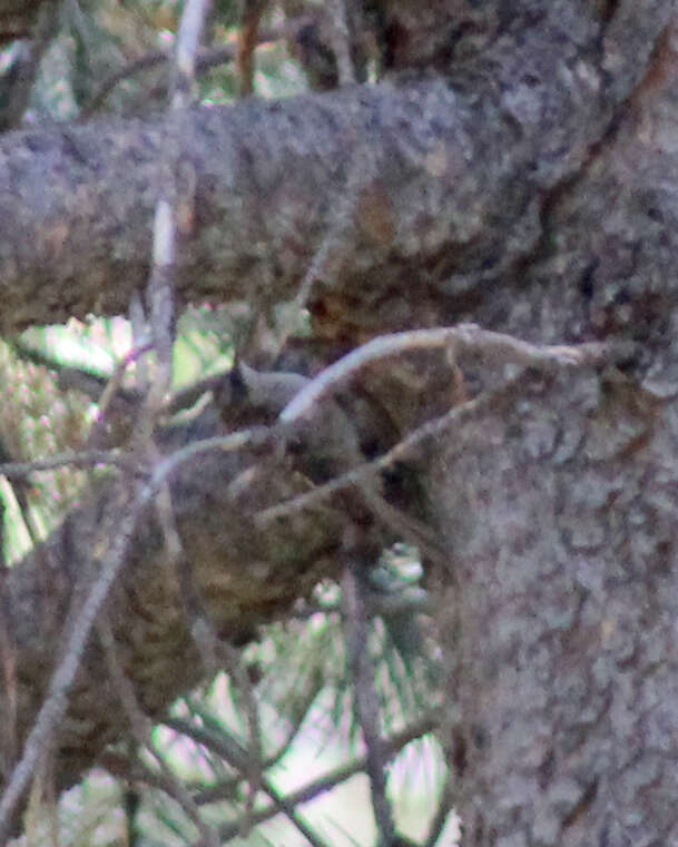 Image of treecreepers