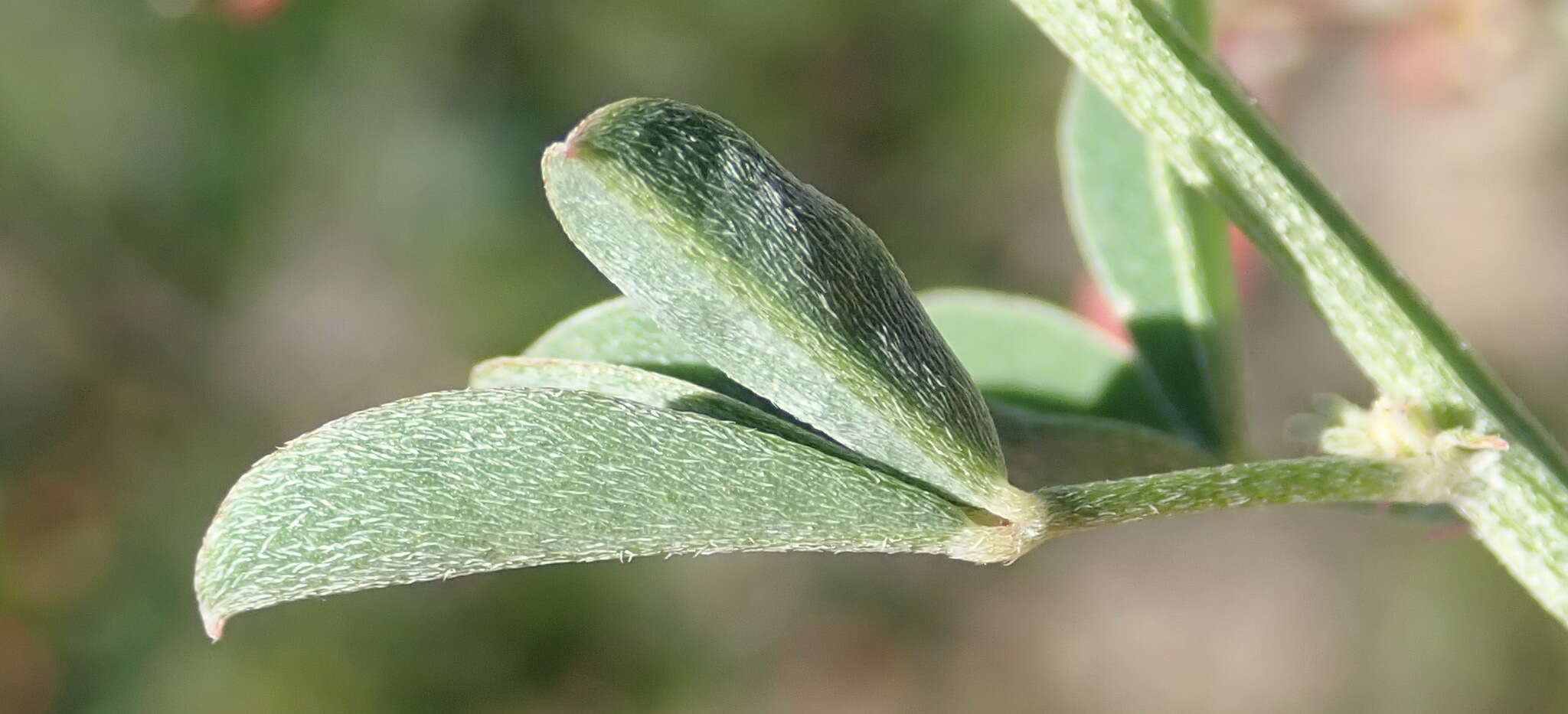 Слика од Indigofera candicans Aiton