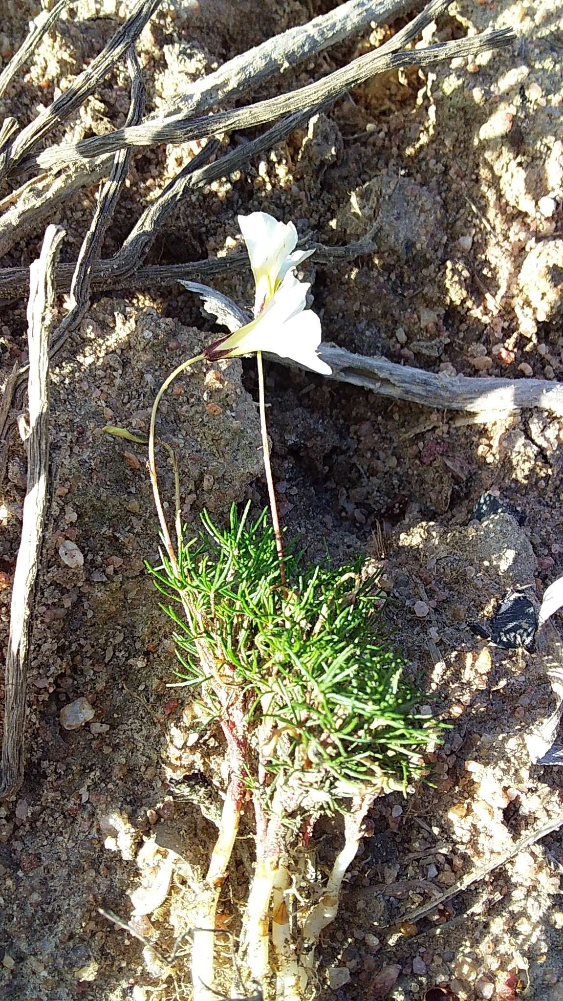 Sivun Oxalis capillacea E. Mey. ex Harv. & Sond. kuva