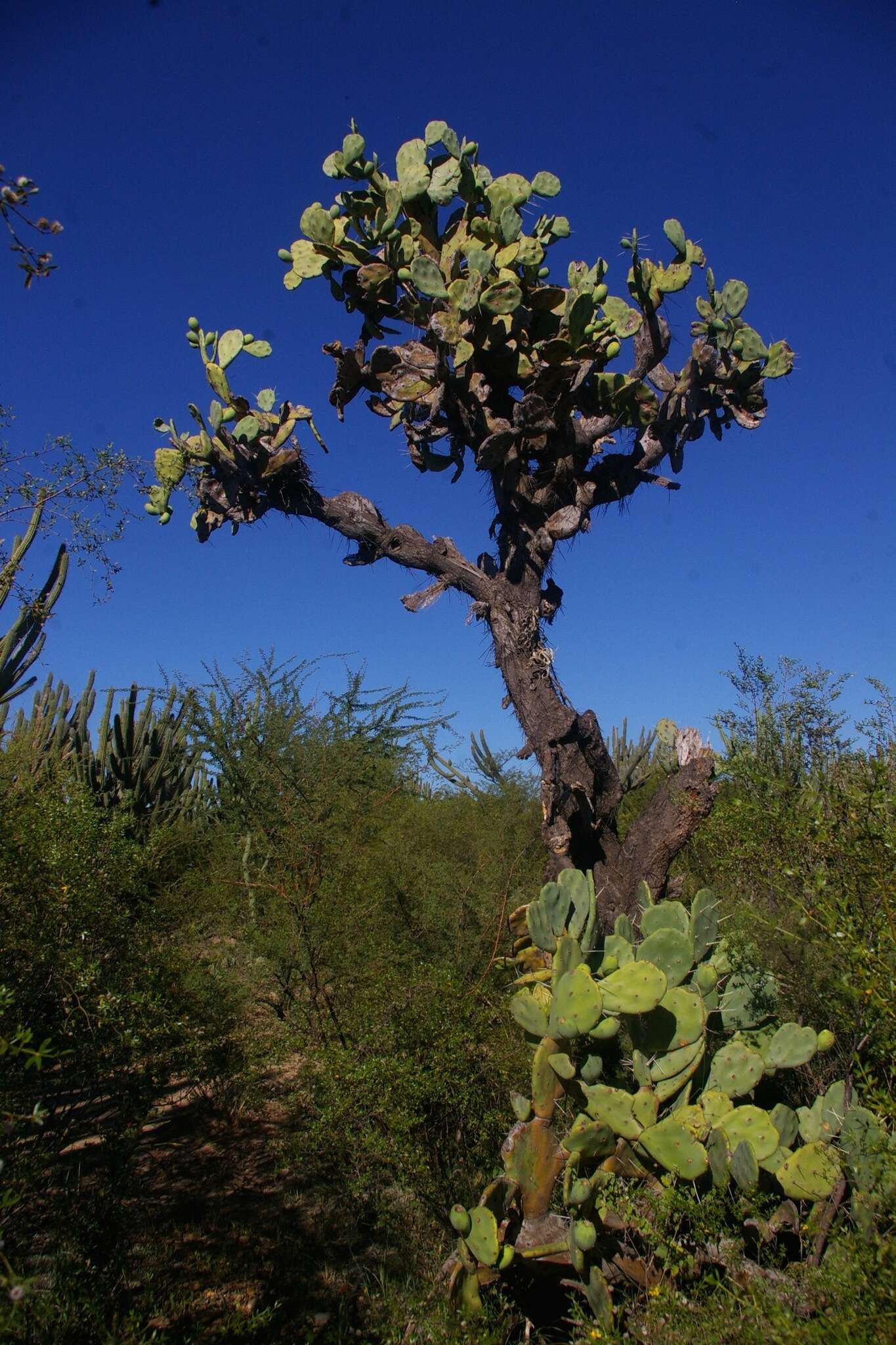 Image of Opuntia quimilo K. Schum.