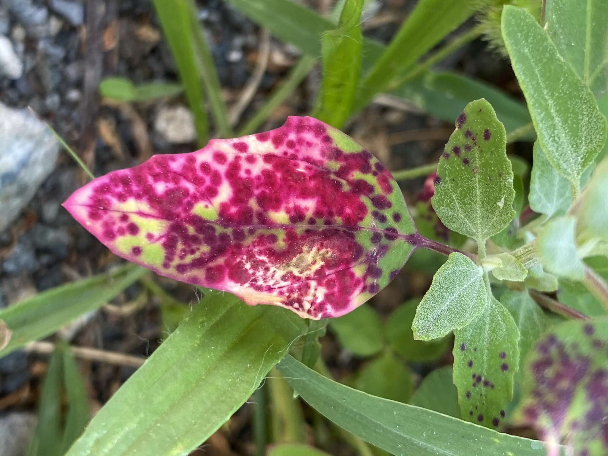 Image of Norvellina chenopodii Osborn 1923