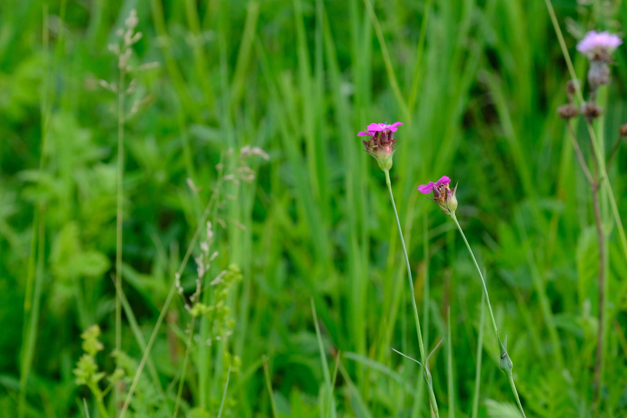 صورة Dianthus capitatus subsp. andrzejowskianus Zapal.