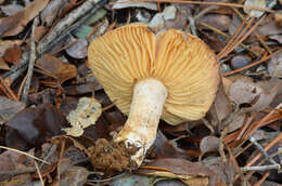 Sivun Lactarius pallidiolivaceus Hesler & A. H. Sm. 1979 kuva