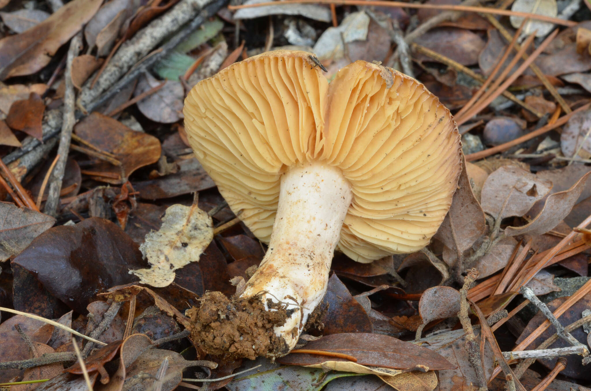 Sivun Lactarius pallidiolivaceus Hesler & A. H. Sm. 1979 kuva