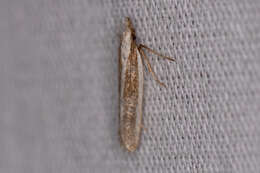 Image of Juniper webworm