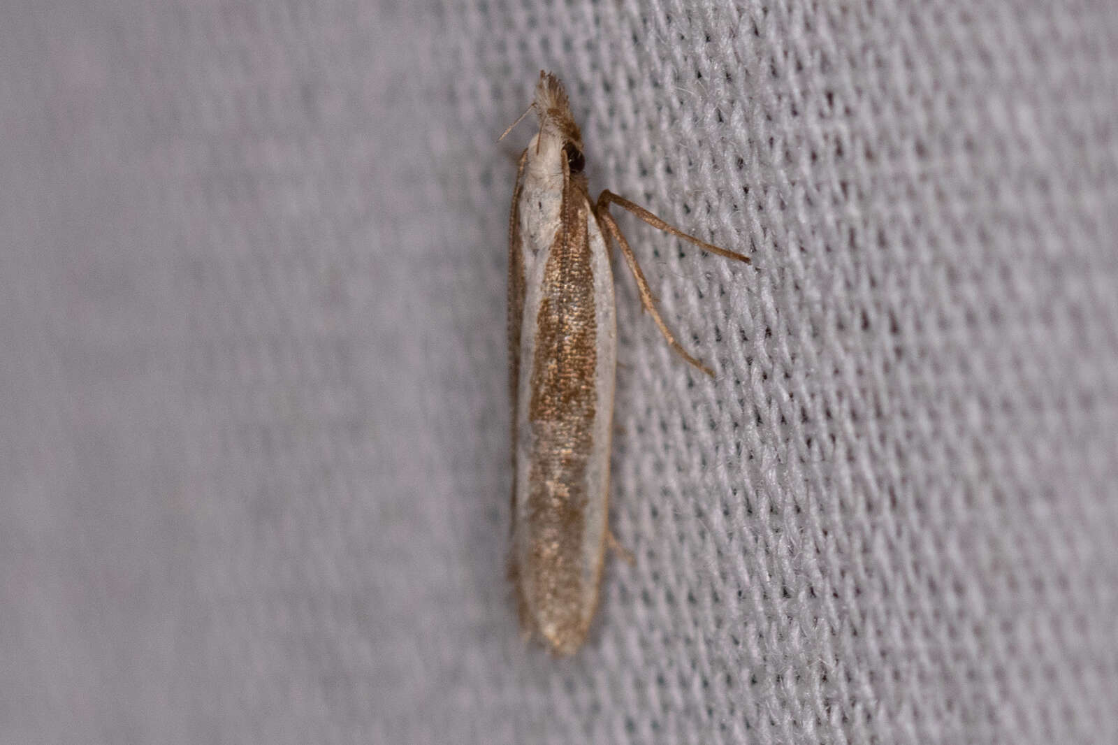 Image of Juniper webworm