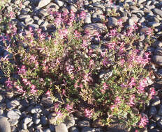 Image of fumitory