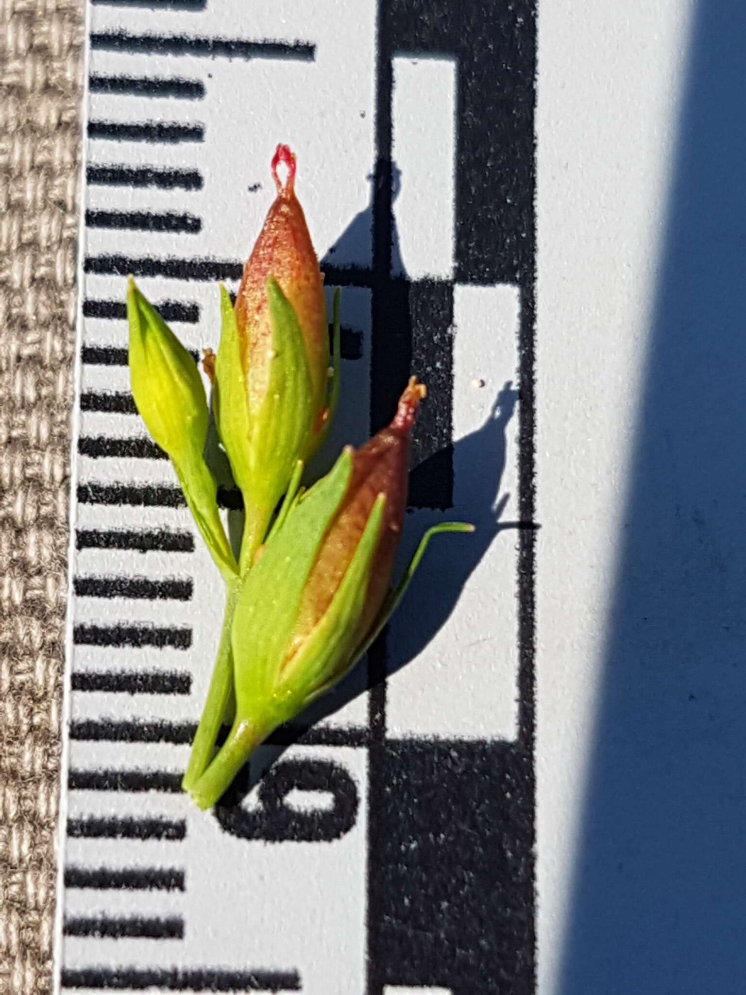 Sivun Hypericum majus (A. Gray) Britton kuva