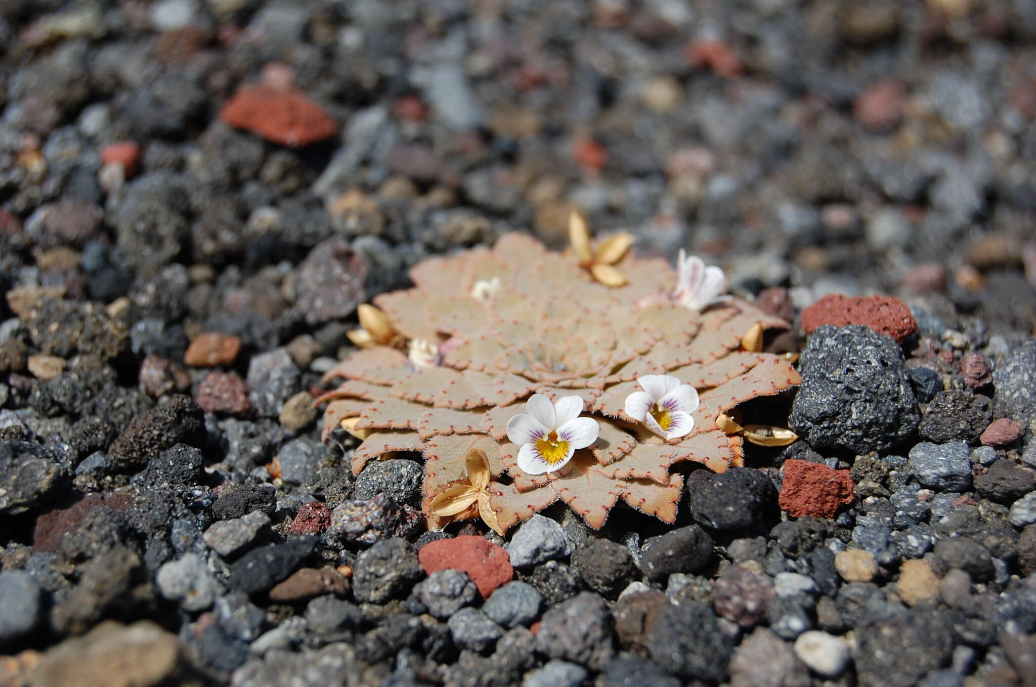 Image of Viola farkasiana