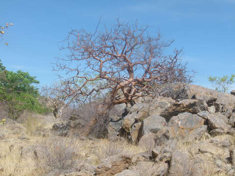 Image of Commiphora glaucescens Engl.