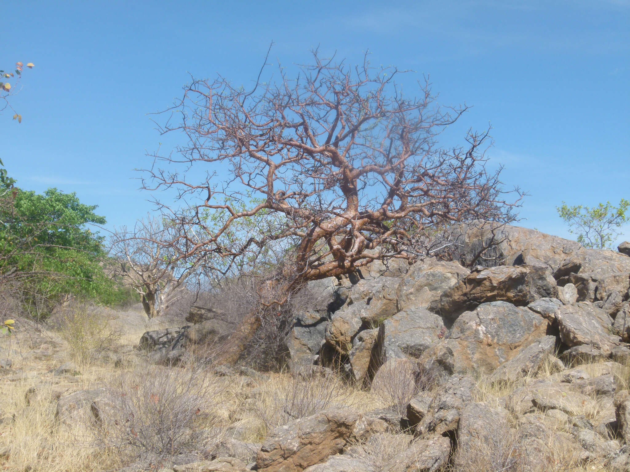 Imagem de Commiphora glaucescens Engl.