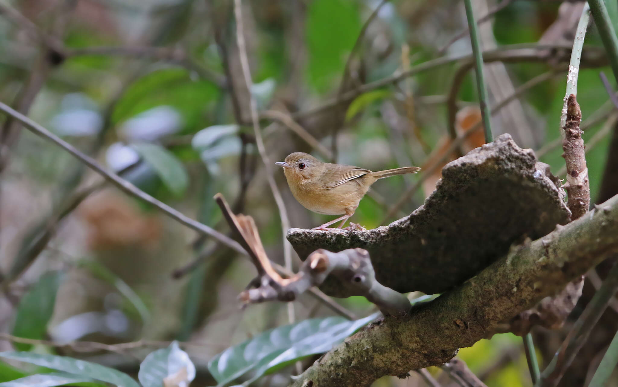 Image of Buff-breasted Babbler