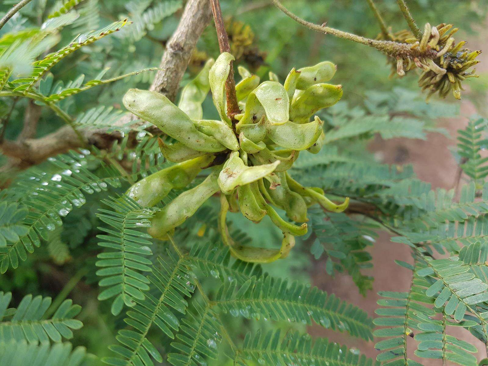 Image de Dichrostachys cinerea subsp. nyassana (Taub.) Brenan