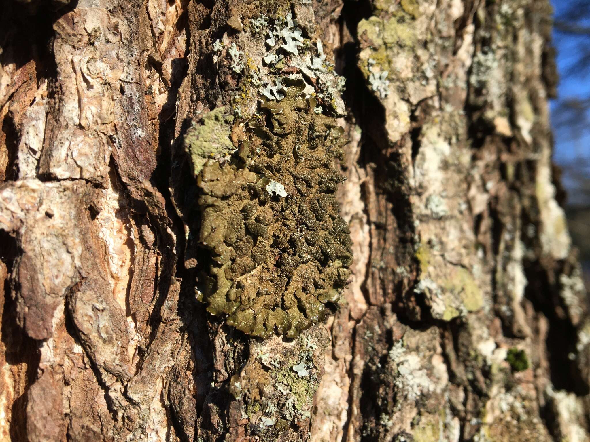 Image de Melanelixia fuliginosa subsp. glabratula (Lamy) J. R. Laundon