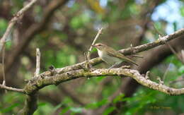 Image of Black-whiskered Vireo