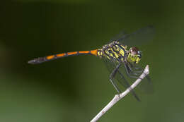 Image of Agrionoptera insignis (Rambur 1842)