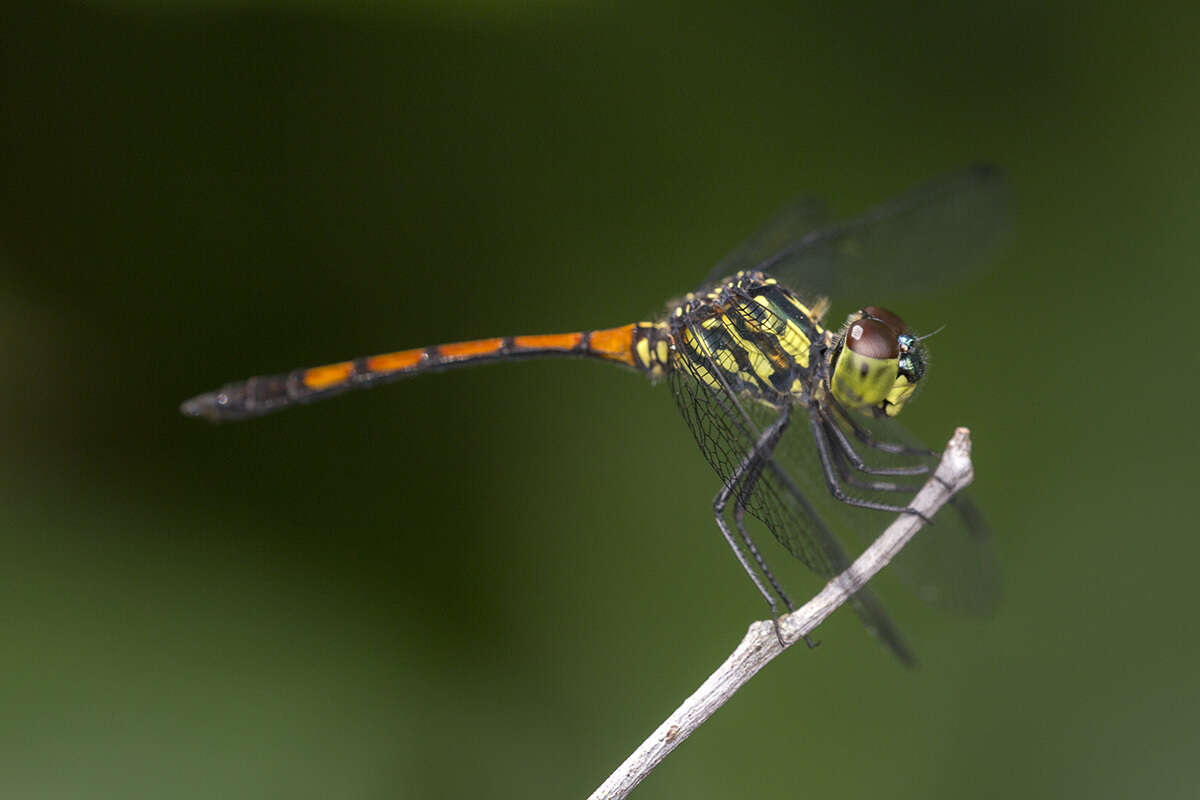 Image de Agrionoptera insignis (Rambur 1842)