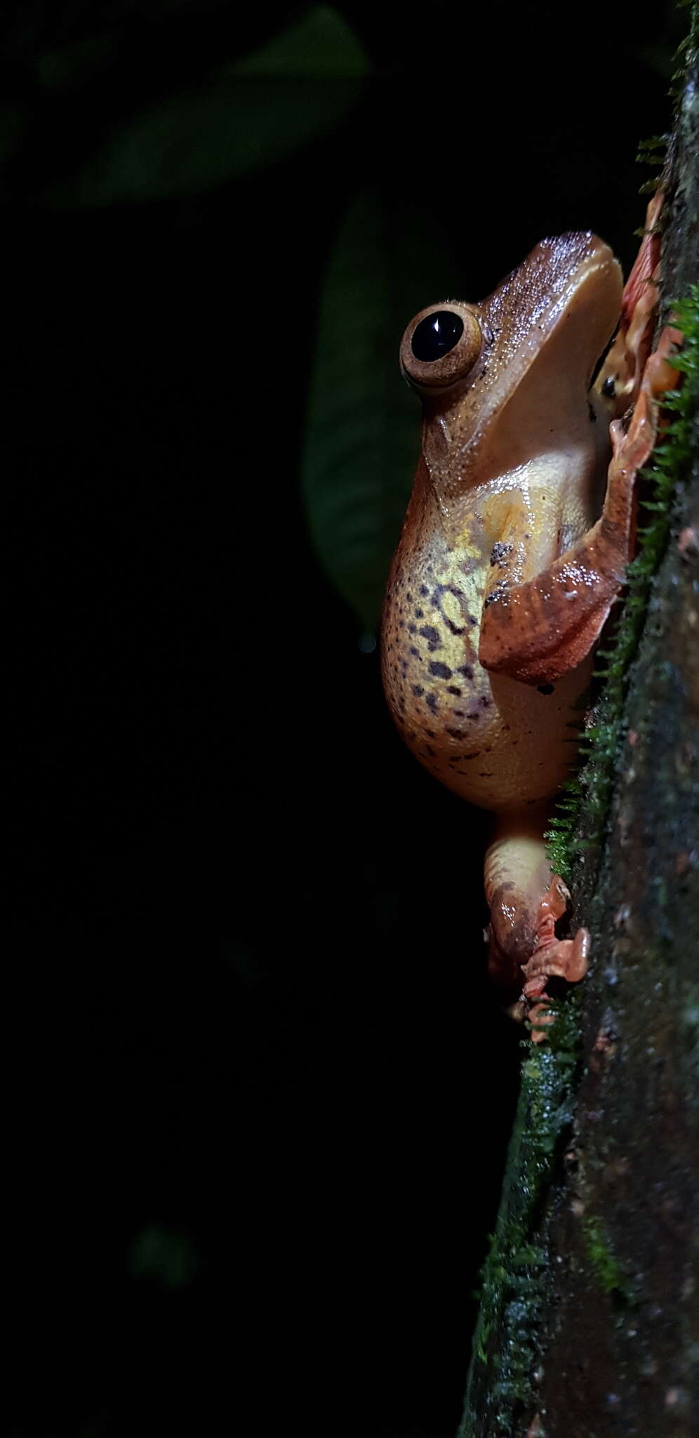 Imagem de Rhacophorus pardalis Günther 1858