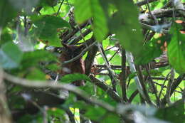 Image of Tawny-bellied Screech Owl