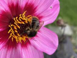 Image of <i>Bombus pascuorum mniorum</i> Fabricius 1776