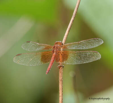 Image of Neurothemis intermedia Rambur 1842