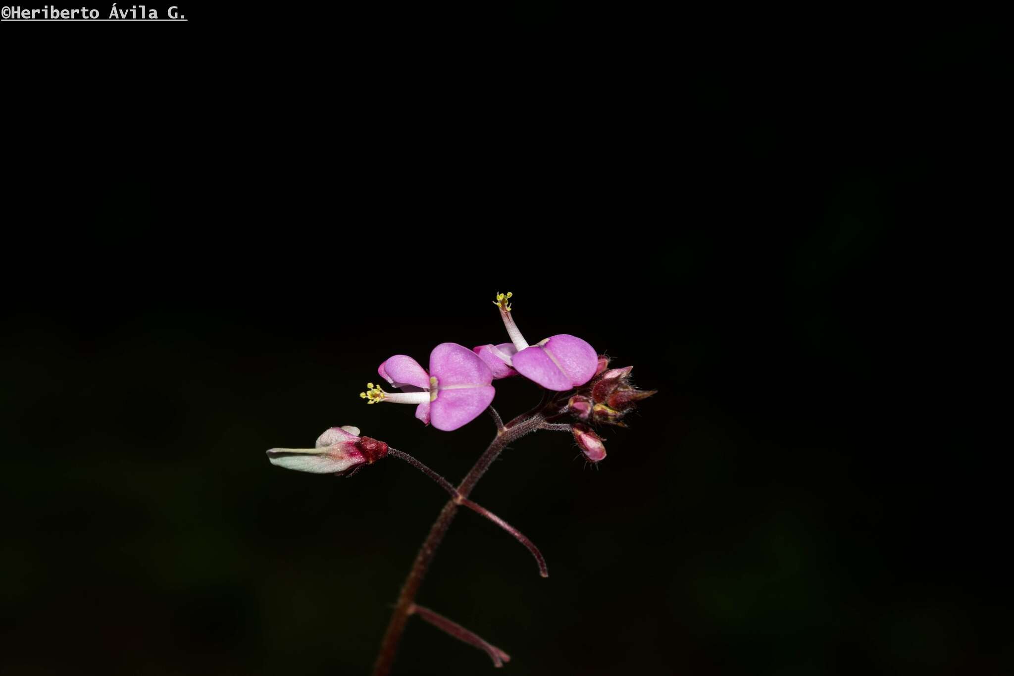 Desmodium molliculum (Kunth) DC. resmi