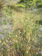 Image of harestail grass